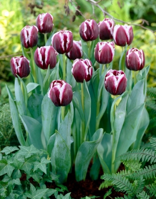 Tulipe - Jackpot - 5 pcs