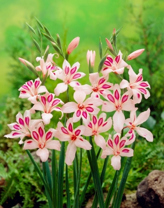 Miekkalilja - Gladiolus 'Impressive' - 5 kpl