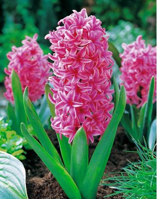 Hyacinthus Pink Pearl - Hyacinth Pink Pearl - 3 bulbs
