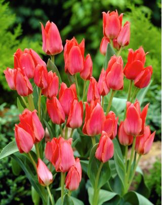 Tulipano Toronto - pacchetto di 5 pezzi - Tulipa Toronto