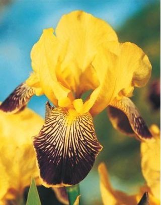 القزحية الجرمانية الأرجواني والأصفر - لمبة / درنة / الجذر - Iris germanica