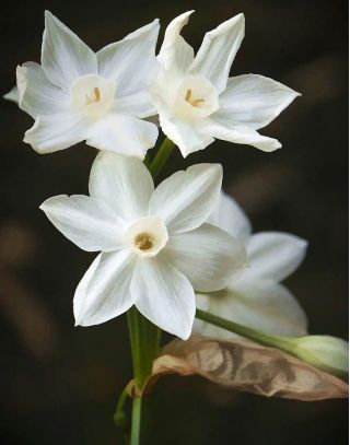 Narcissus Paperwhites Ziva - Narcis Paperwhites Ziva - 5 kvetinové cibule