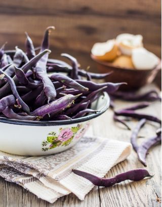 绿豆“Blauhilde” - 放置，紫色豆荚品种 - Phaseolus vulgaris L. - 種子