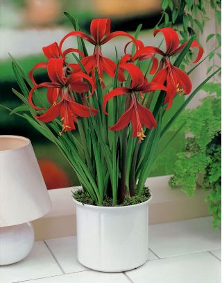 Sprekelia Formosissima ، Aztec Lilies ، Jacobean Lilies - bulb / tuber / root