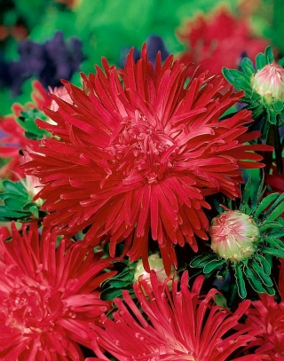 Chryzantéma kvetovaná aster "Flaming" - červená - 540 semien - Callistephus chinensis  - semená