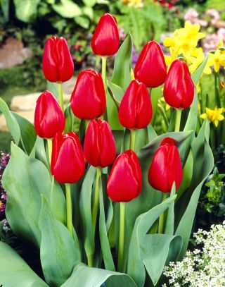 Tulipa Netherlands - Tulip เนเธอร์แลนด์ - 5 ดวง - Tulipa Hollandia