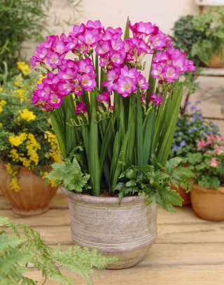 Pink freesia double - Pink - Pack Besar! - 100 pcs. - 