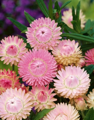 Pink golden everlasting, Strawflower - 1250 seeds