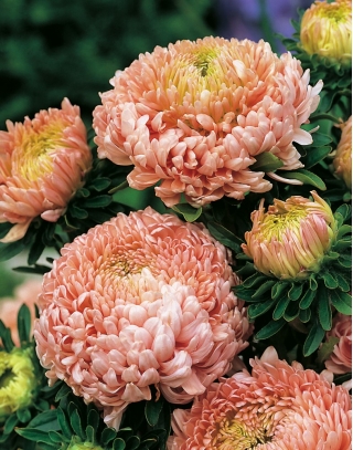 Астер "Дюшес" - оранжево-рожевий-цвітіння - 225 насінин - Callistephus chinensis  - насіння