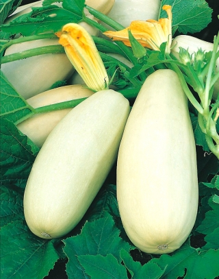 Marrow "Long White Bush 2" - 14 semințe - Cucurbita pepo 