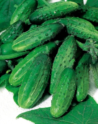 Cucumber "Hela F1" - long, field variety for preserves and pickles - 175 seeds