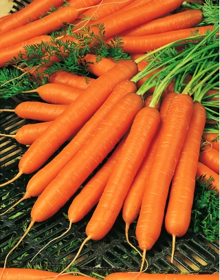 Carrot "Amsterdam 3" - 100 g - 85000 seeds