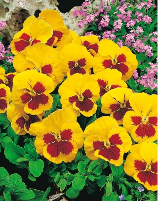 Darželinė našlaitė - Yellow Red Eye - geltona - raudona - 320 sėklos - Viola x wittrockiana