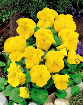Large flowered garden pansy "Luna" - in all shades of lemony yellow - 288 seeds