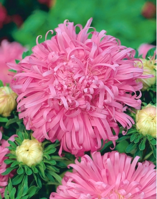 Pink chrysanthemum-flowered aster "Beryl" - 250 seeds