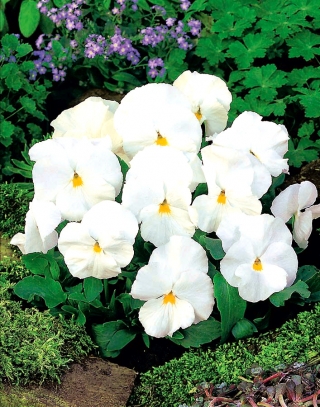 Árvácska fajták - Mont Blanc - fehér - 400 magok - Viola x wittrockiana