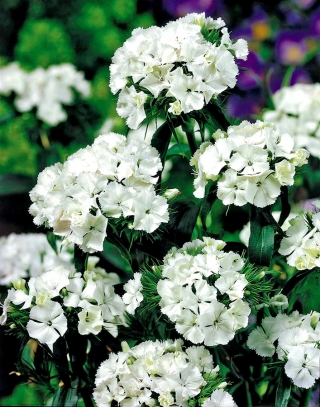 White Sweet William "Albus" - 450 sementes - Dianthus barbatus