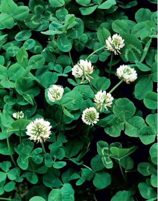 Cỏ ba lá trắng "Đồng cỏ Huia" - 1 kg - Trifolium repens - hạt
