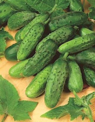 Cucumber "Atlas Pola F1" - early, pickling variety with small warts - 200 seeds
