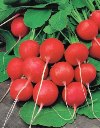 Radish "Fiesta" - akar merah tua yang tumbuh dengan cepat, berbentuk bulat atau berbentuk hati - 850 biji - Raphanus sativus L.