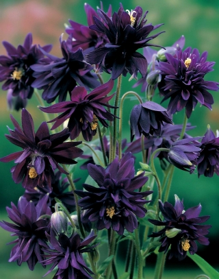Akleja - Black Barlow - Aquilegia vulgaris