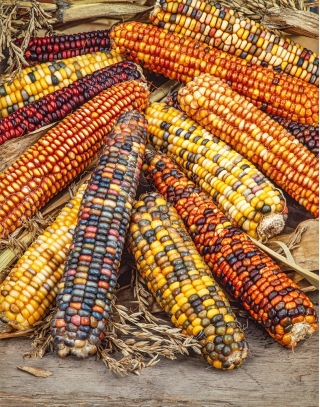 Ornamental Corn, Ornamental Maize mix seeds - Zea mays