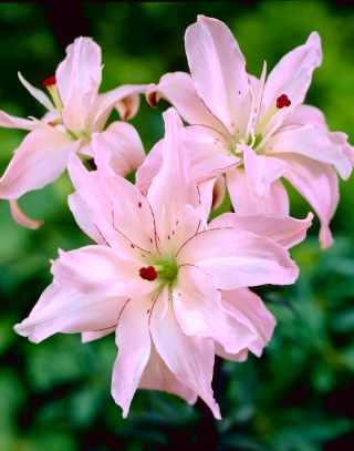 Lilijas Āzijas - Spring Pink - Lilium Asiatic Spring Pink