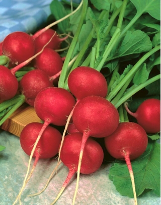 Radish "Rudi" - živo crvena sorta za cjelogodišnje uzgoj - 425 sjemenki - Raphanus sativus L. - sjemenke