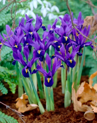 Iris reticulada - Pixie - pacote grande! - 100 pcs.