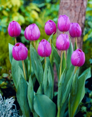 Tulipe Attila - 5 pieces