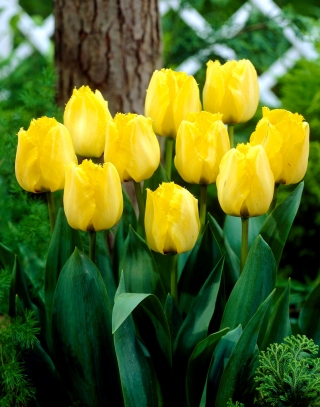 רויאל אלגנטיות צבעוני - 5 יח '. - Tulipa Royal Elegance