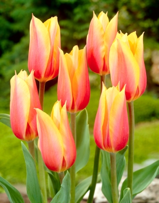 Tulip Blushing Beauty - stort paket! - 50 st