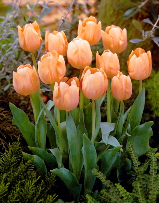 Tulp 'Apricot Beauty' - grootverpakking - 50 st - 