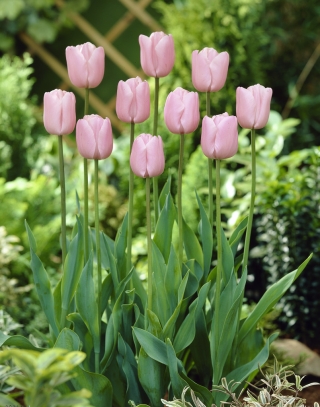 Tulipe 'Pink Diamond' - grand paquet - 50 pcs