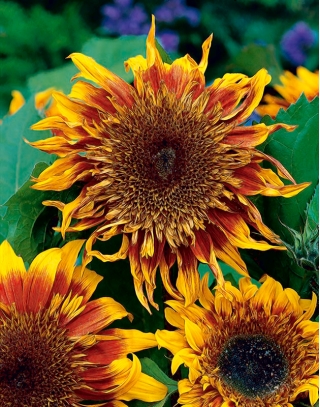 Medium høj ornamental solsikke Astra Brown- 