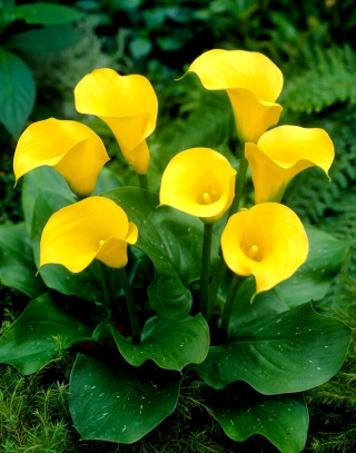Florex Gold calla lily - bulbo XXL; arum lily, Zantedeschia - paquete grande! - 10 piezas