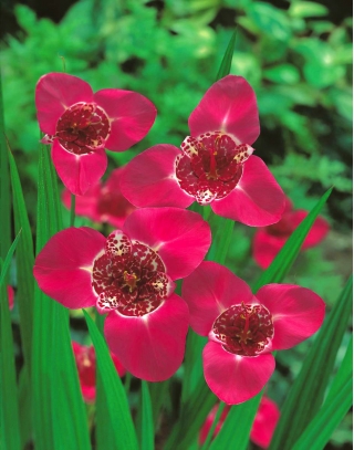 Flor de pavão rosa - pacote grande! - 100 pcs.; flor de tigre, flor de concha