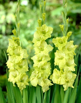 Green Star gladiolus - large package! - 50 pcs