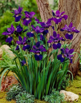 Blågrøn fløjl sibirisk iris, sibirisk flag