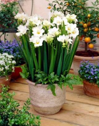 White single-flowered freesia - XL package! - 500 pcs