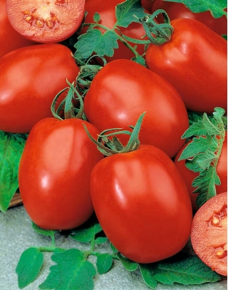 Rio Grande BIO tomaatti - Kmicic-tyyppinen lajike, säilykkeiden valmistukseen - sertifioidut luomu siemenet - 