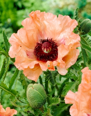 Effendi Oriental poppy - 1 pc