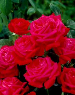 "Dama De Coeur" storblomstret (Grandiflora) rose - frøplante - 