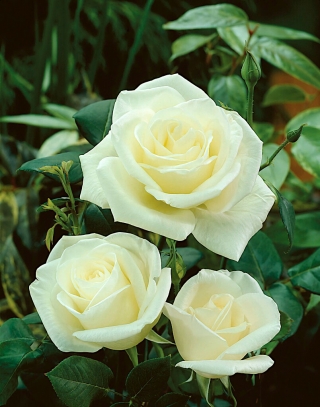 "Jaunava" lielziedu (Grandiflora) roze - stāds - 