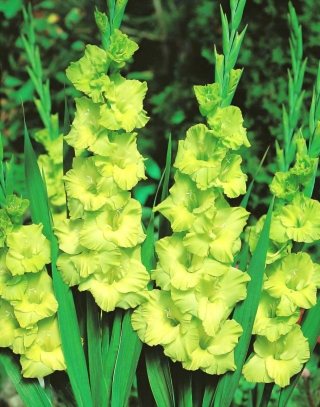 Gladiolus Green Star - 5 kvetinové cibule