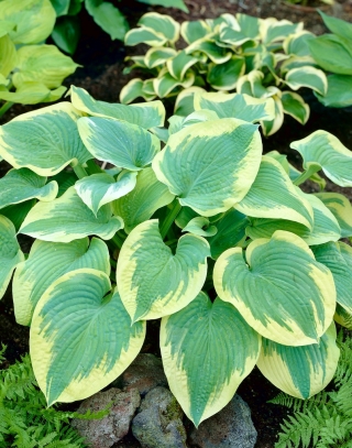 Hosta 'Robert Frost'; plantain lily, giboshi -  large package! - 10 pcs