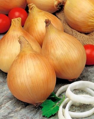 Onion "Tandem" - medium early variety, for long-term storing - 1000 seeds