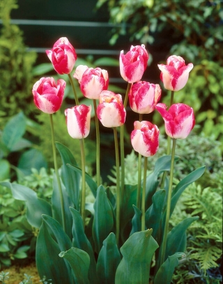 Tulipanes Mata Hari - 5 uds