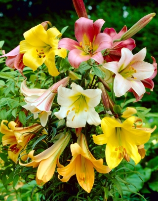 Trumpet lily selection - large package! - 10 pcs