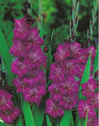 Gladiolus Violetta - 5 bulbi